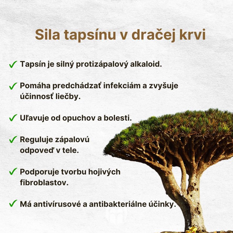 (Slovenčina) Síla tapsinu v dračí krvi